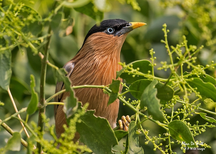 Brahminy Starling at The Mela Kothi - Chambal Safari Lodge