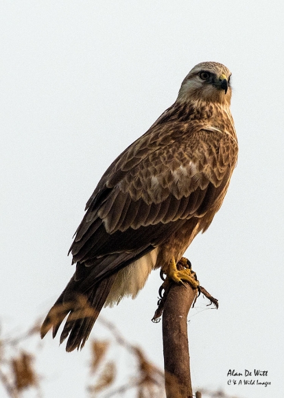 Long-legged Buzzard along the River Chambal