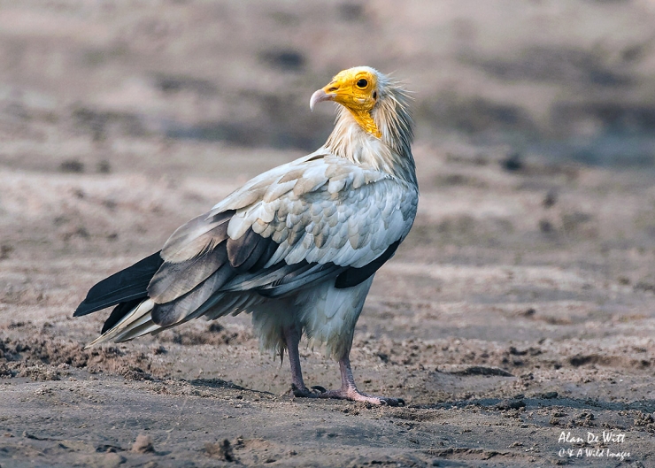 Egyptian Vulture on sand bank in the River Chambal