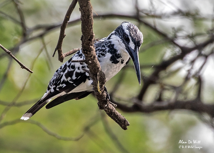 Female Pied Kingfisher at Bharatpur