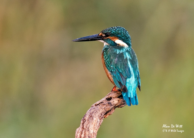Indian Common Kingfisher at Bharatpur