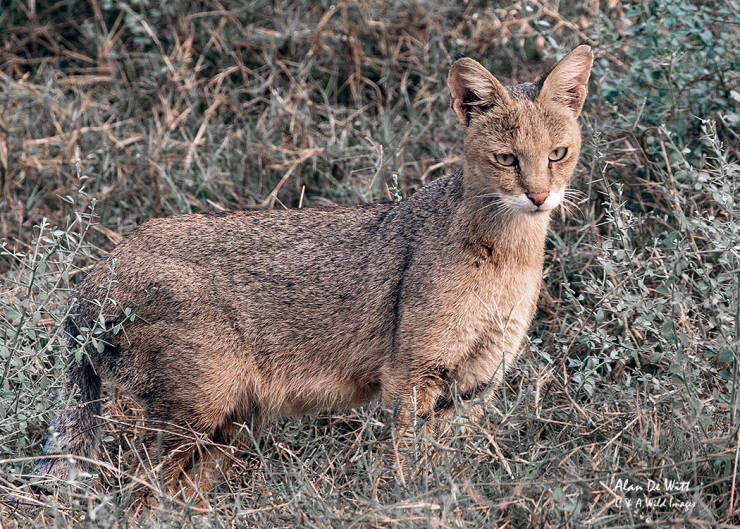 Indian Jungle Cat on the banks of River Chambal