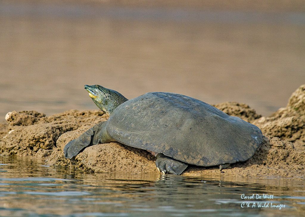 Indian flapshell turtle 