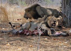 Lions of Ruaha