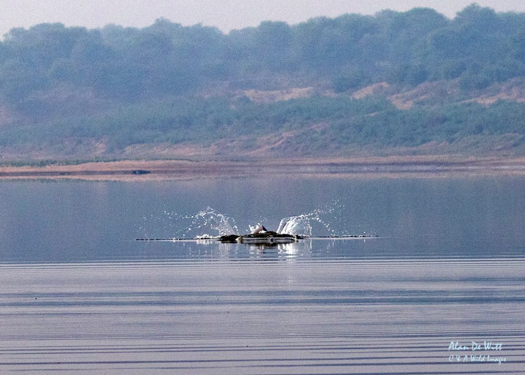 Gangetic Dolphins