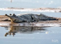 River Chambal National Park