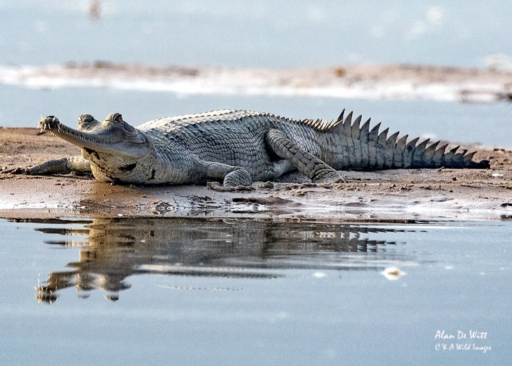 Gharial resting in the River Chambal