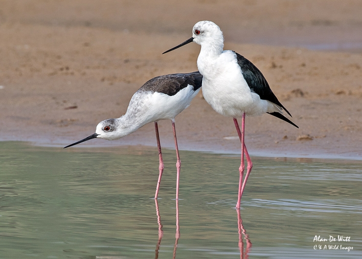 Black Winged Stilt River Chambal