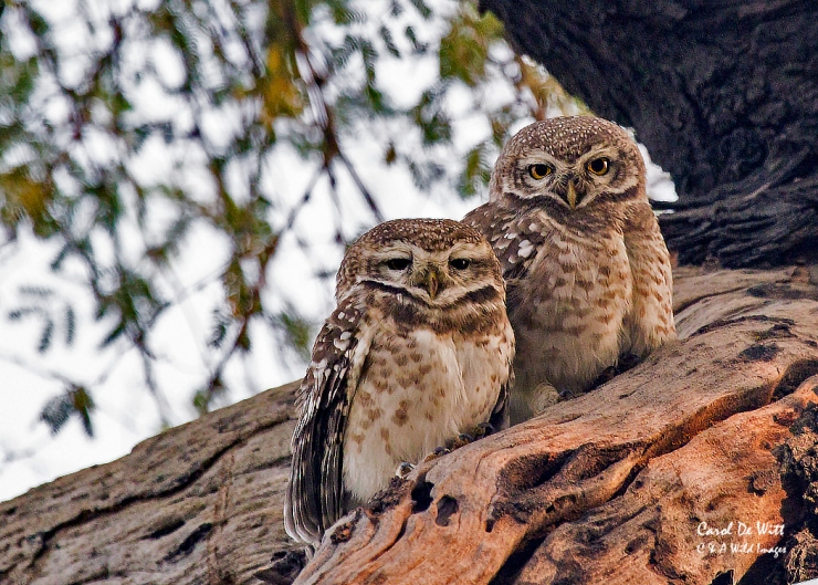 Spotted Owlets at Bharatpur