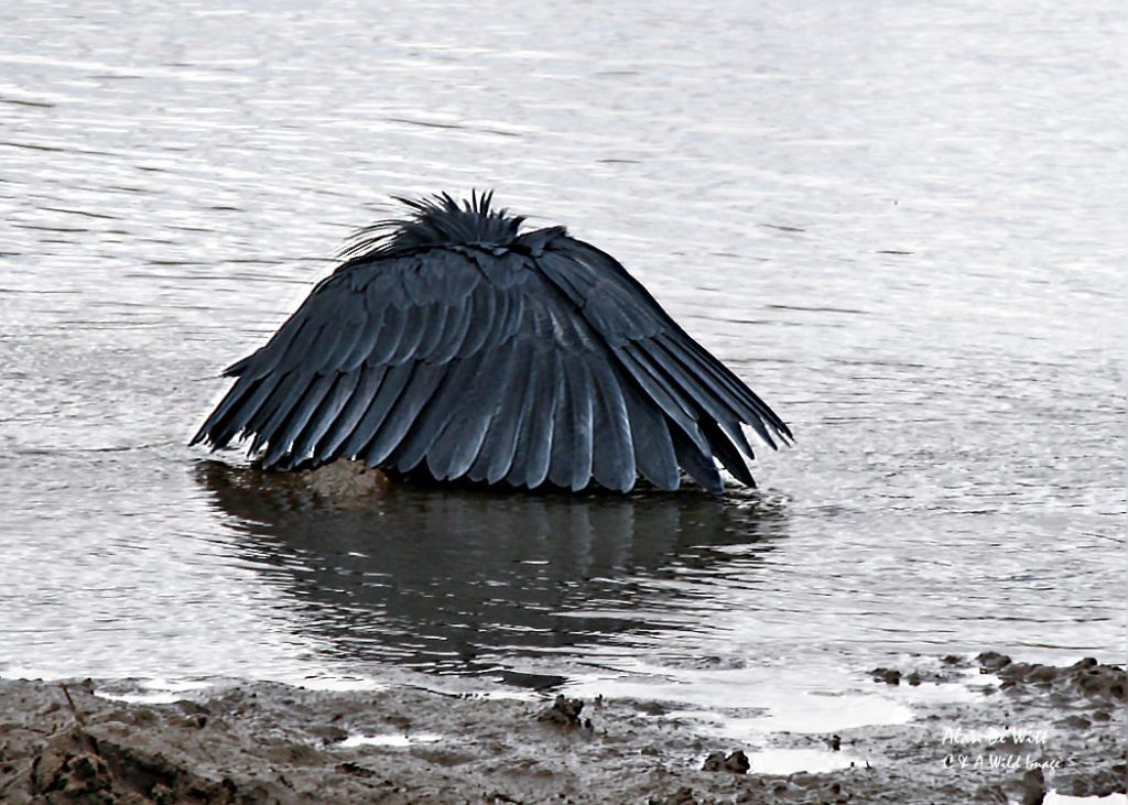 Black Egret sometimes called the Umbrella bird