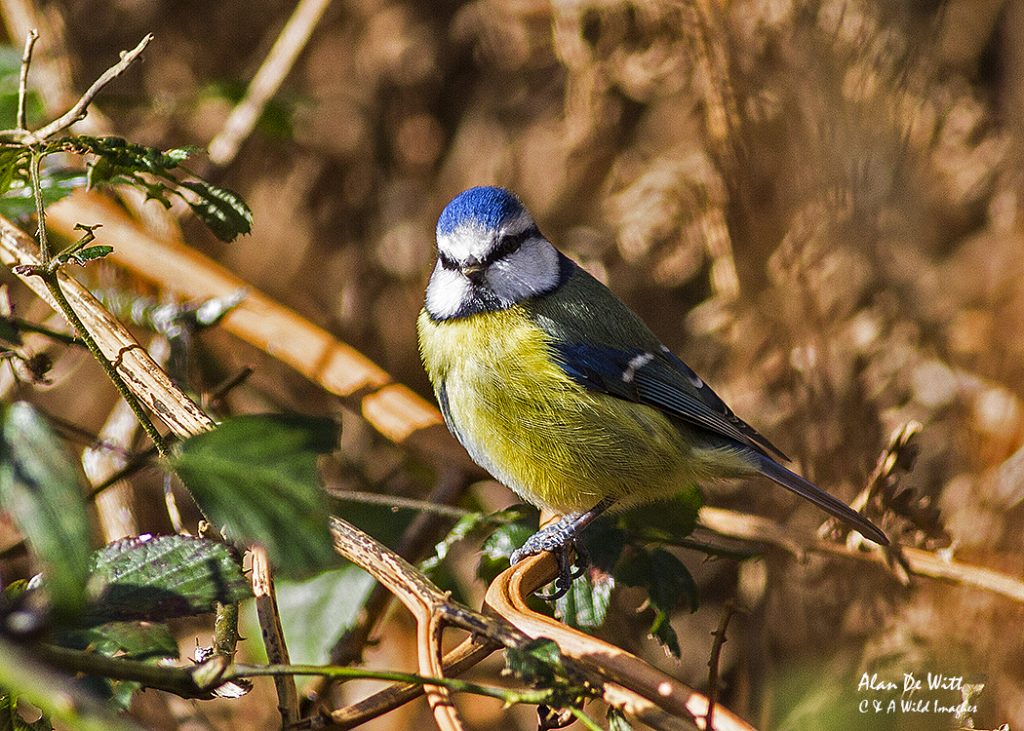 Blue Tit from the Fen Hide