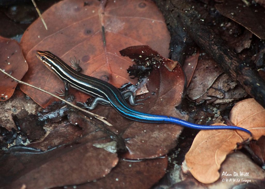 Blue-tailed-Skink