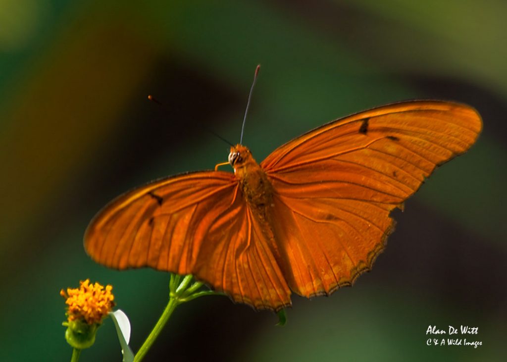 Julia Heliconian Butterfly