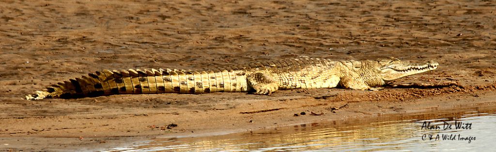 Nile Crocodile