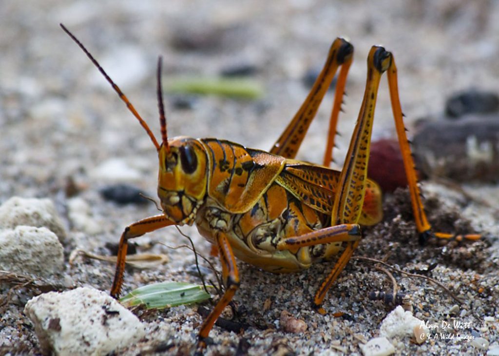 Eastern Lubber grasshopper