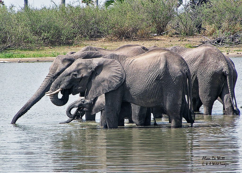 Elephants gathering in one of the ox bow lakes