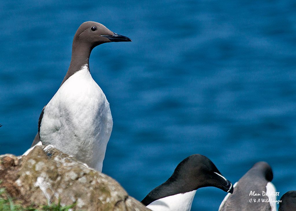Guillemot on Skomer Island