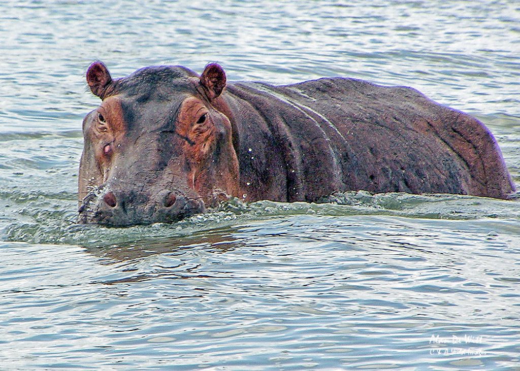 Hippos warning that we had got too close<