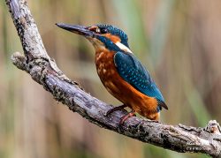 Sculthorpe Moor Nature Reserve
