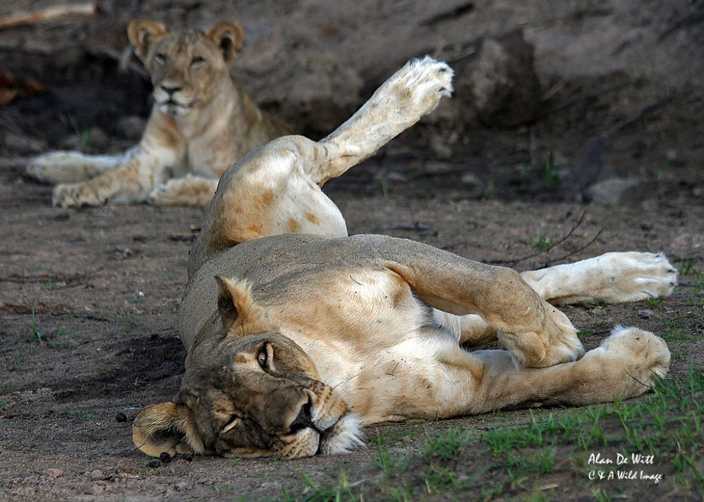 Lioness Relaxing in Selous Game Reserve