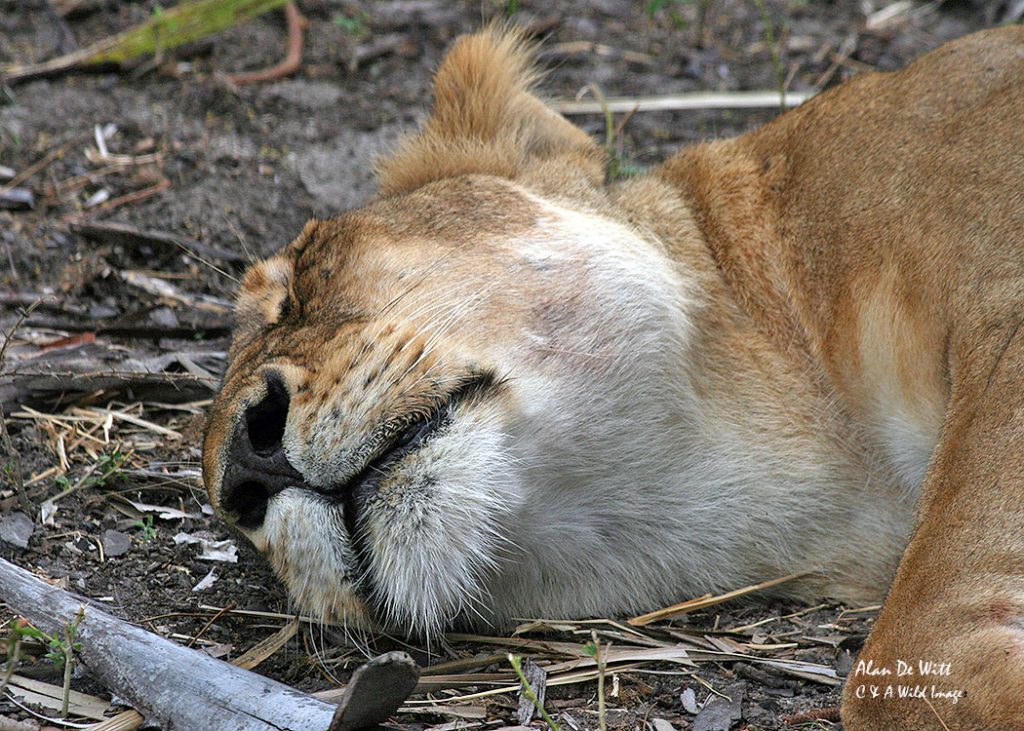 Lioness in Selous Game Reserve 
