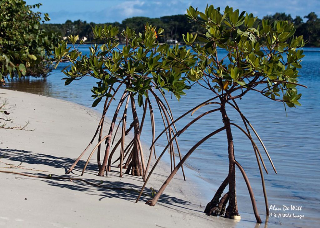 Young Mangroves