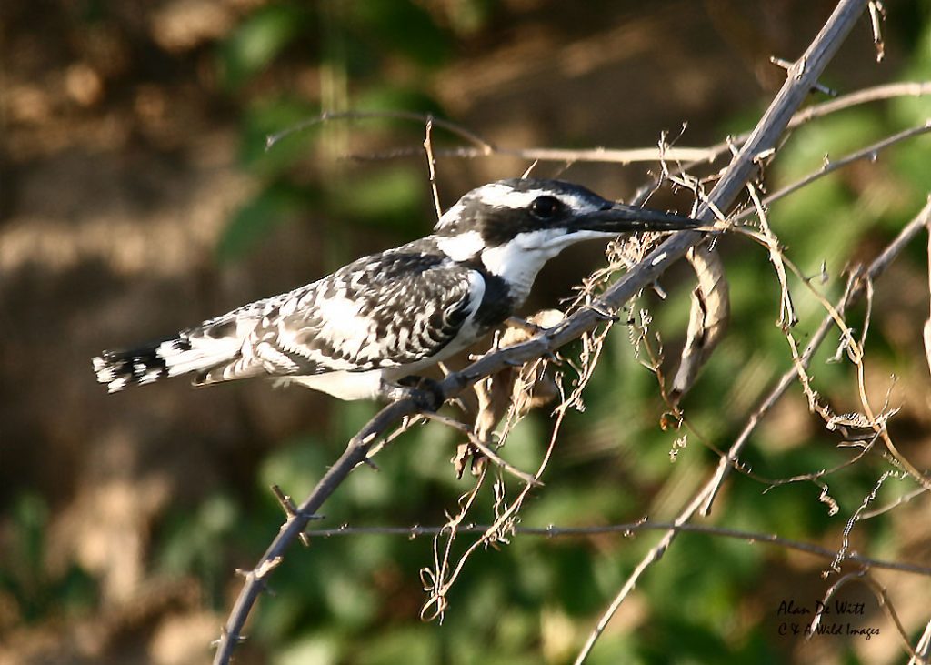 Pied kingfisher