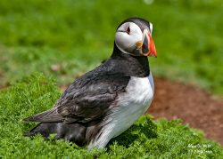 Puffin on Skomer Island