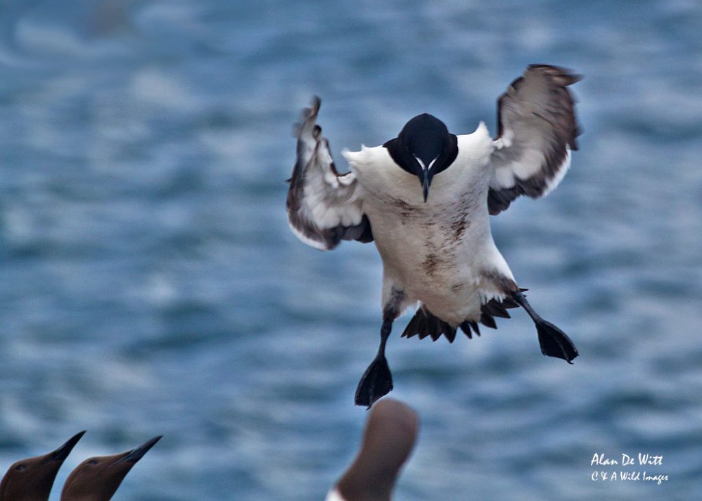  Razorbill with undercarriage down  