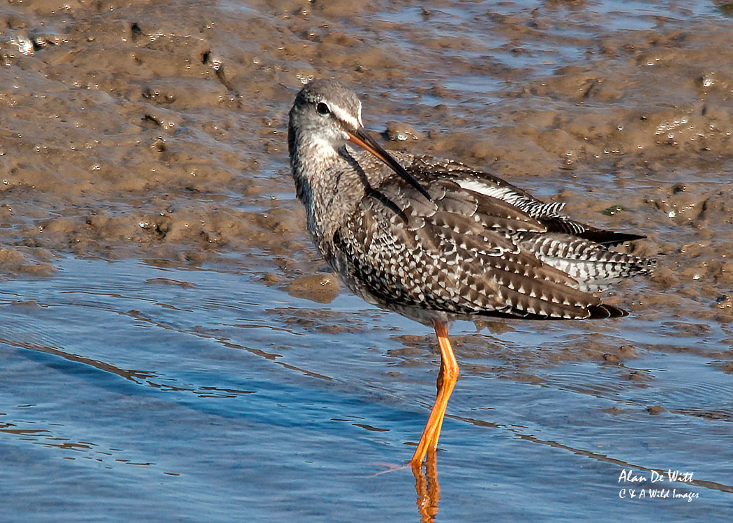 Redshanks vs Spotted Redshanks