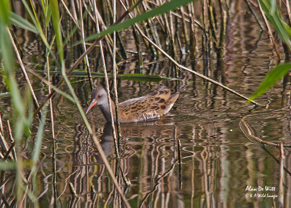 Water-Rail from Sculthorpe Moor's Paul Johnson hide