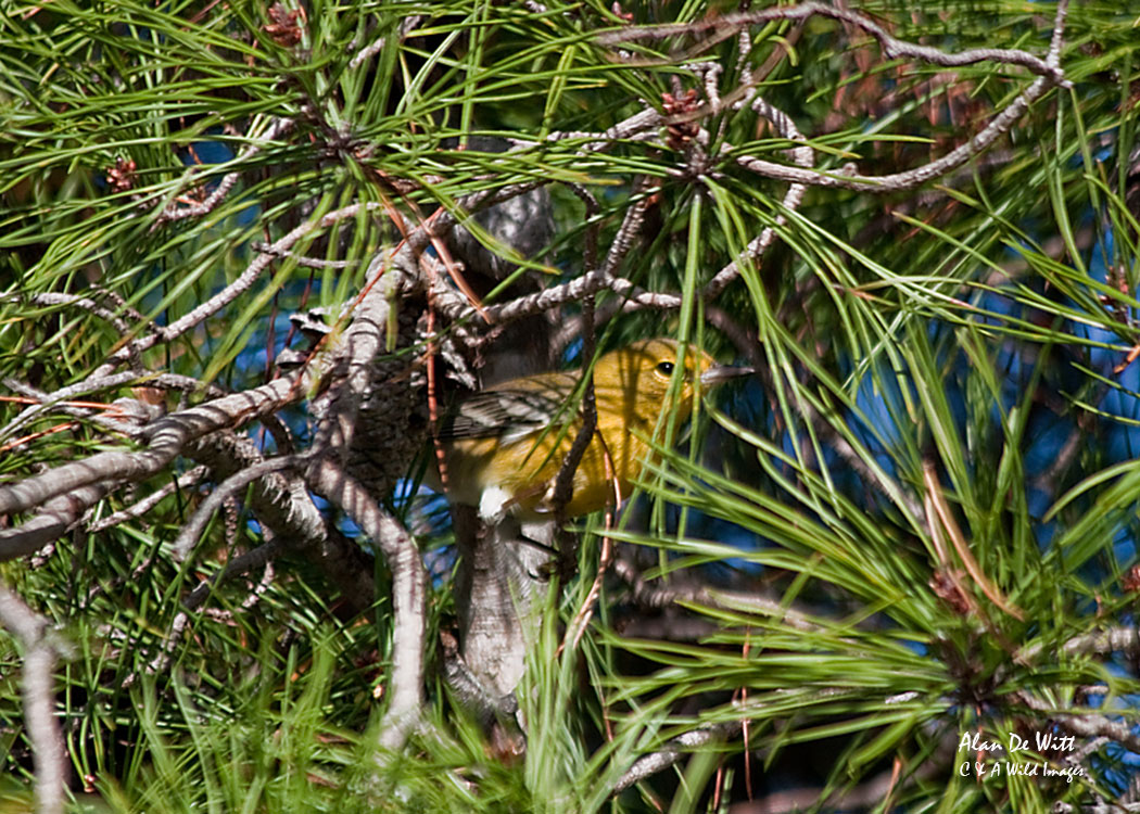 Yellow Warbler at Jupiter Inlet Lighthouse ONA