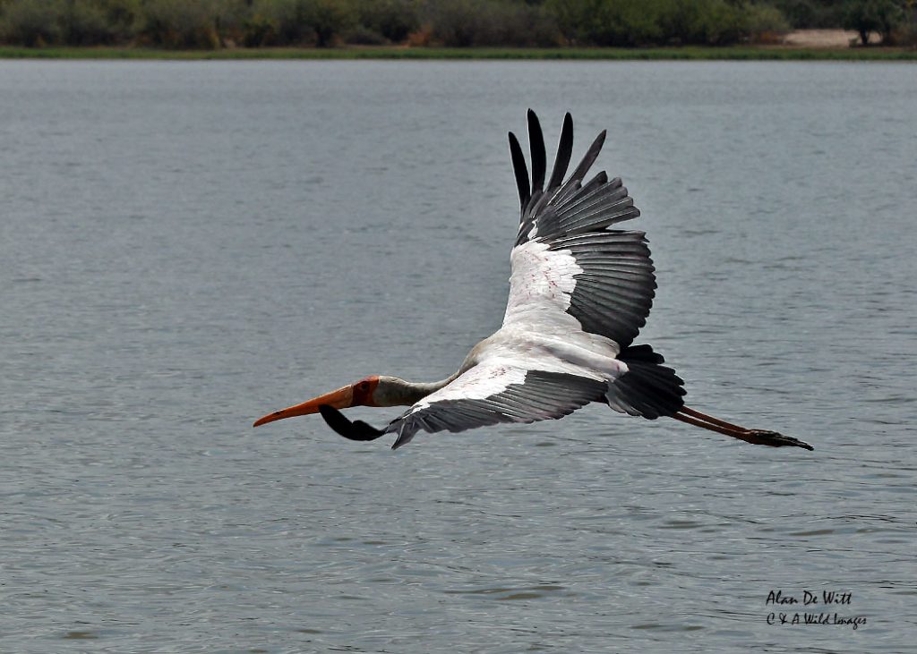 Yellow billed stork.
