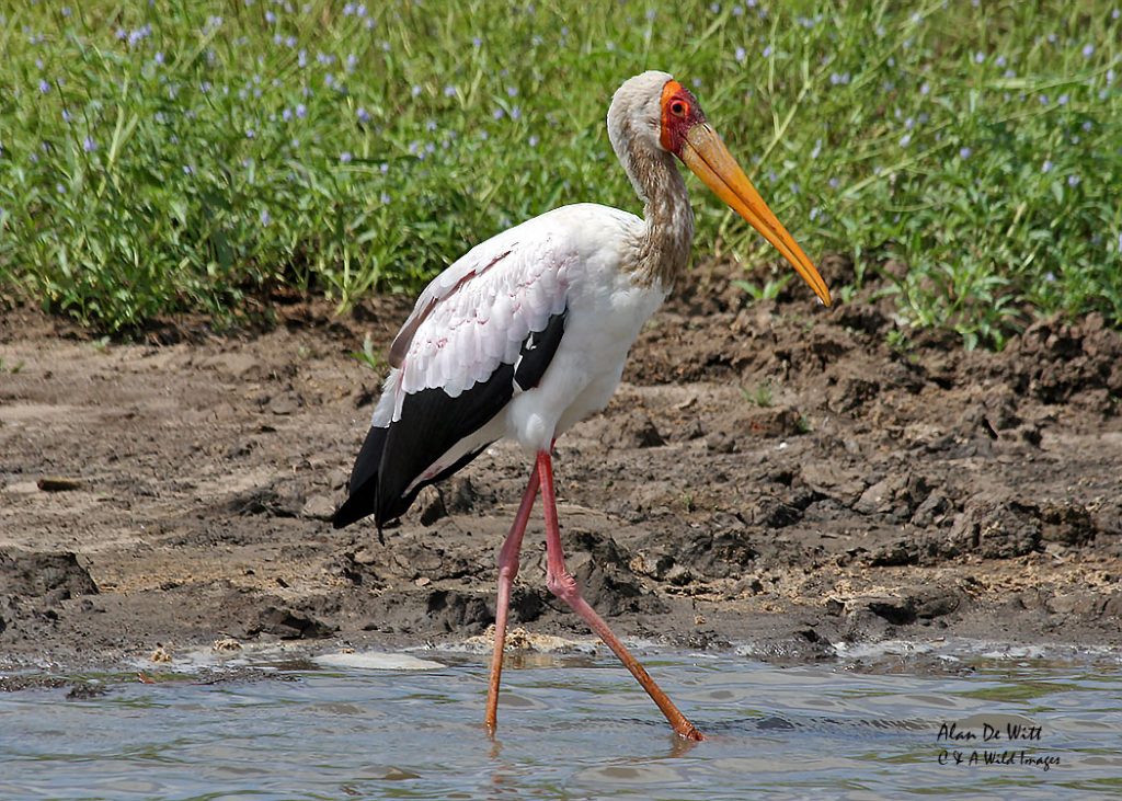 Yellow billed stork.