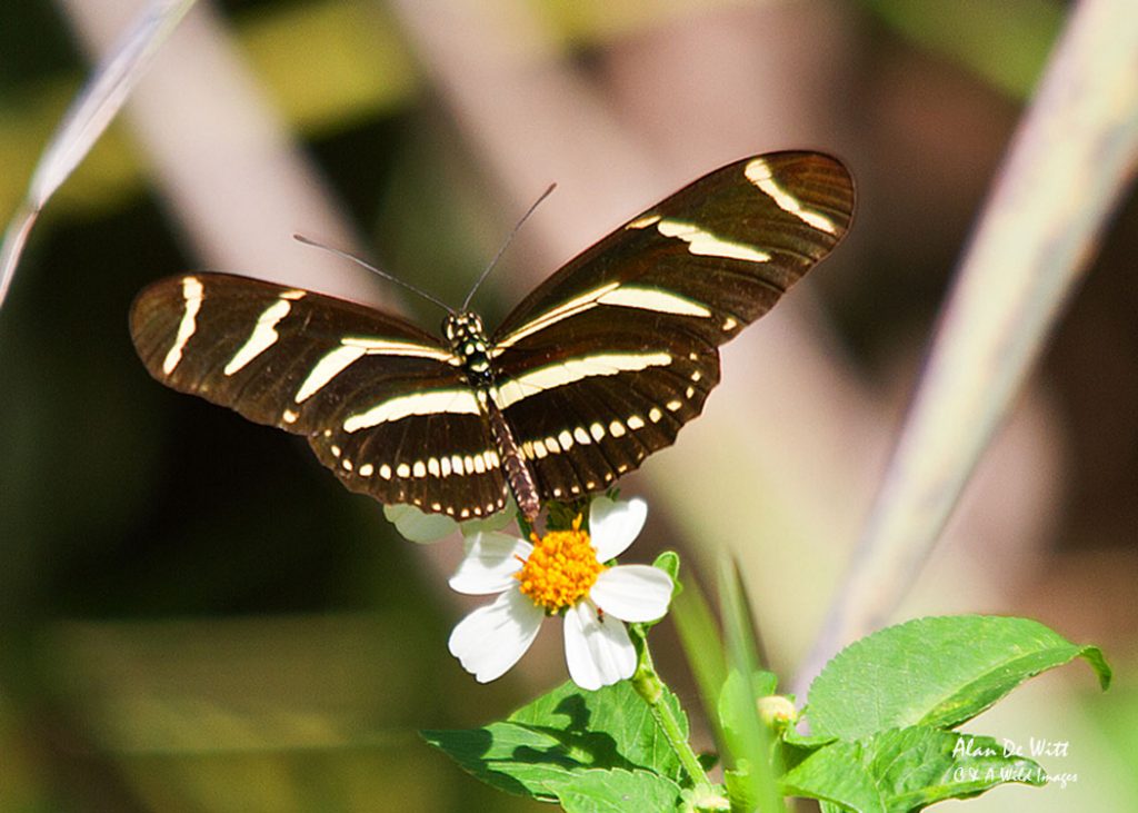 Zebra butterfly