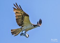 Osprey with fish at Wakodahatchee wetlands