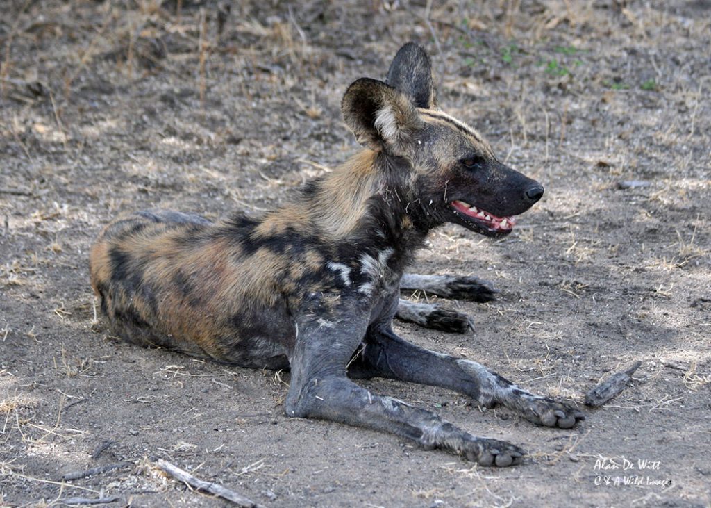 African Wild Dogs in Selous Game Reserve