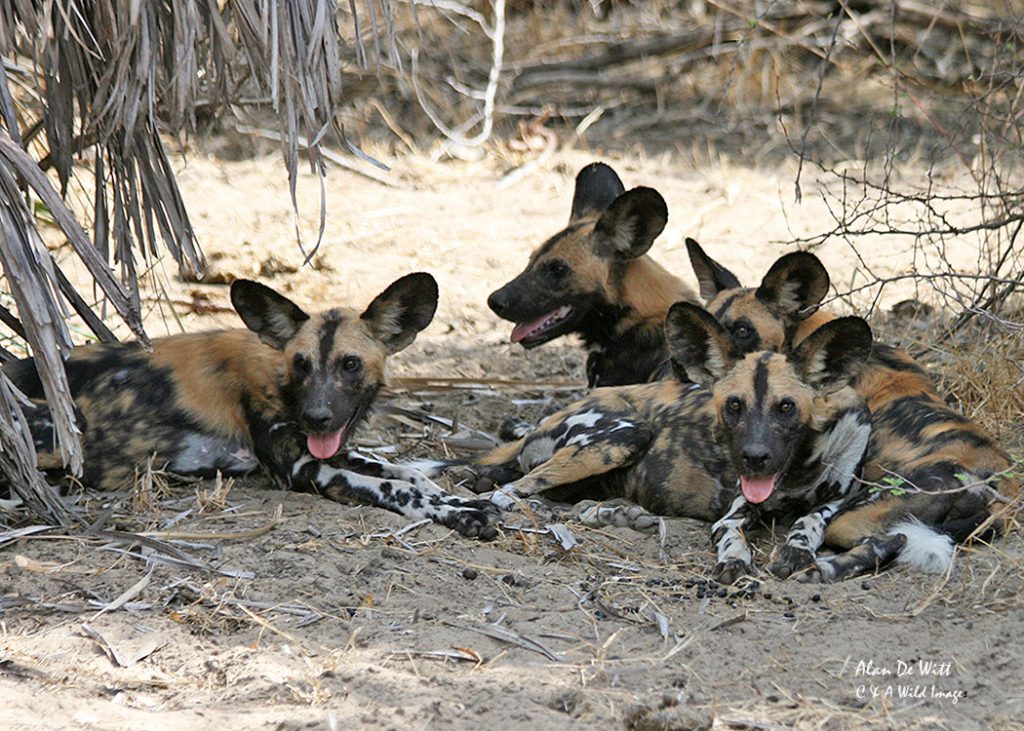African Hunting Dogs in Selous Game Reserve