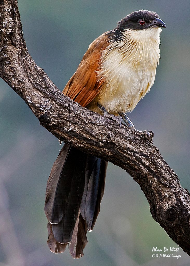 Burchells coucal