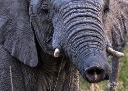 Entabeni Safari Conservancy – Day 3