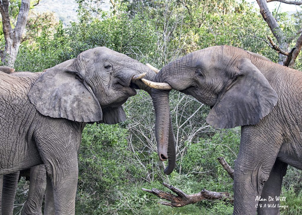 Young Elephants sparring