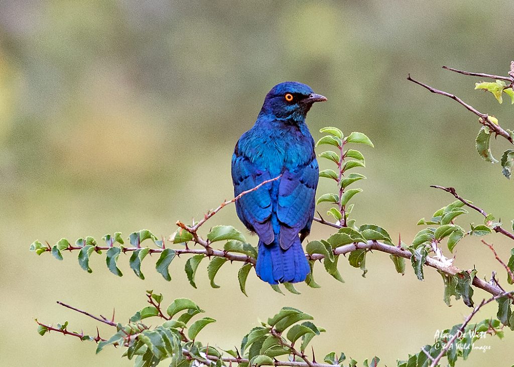 Greater blue eared starling
