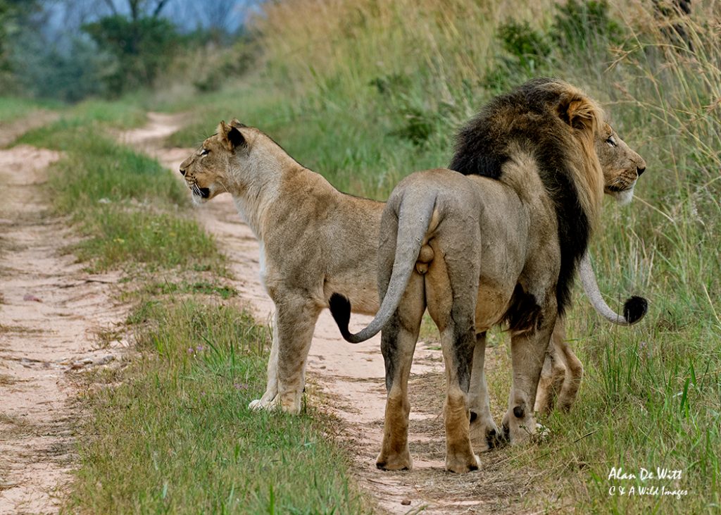 Male and Female make an appearance on the track