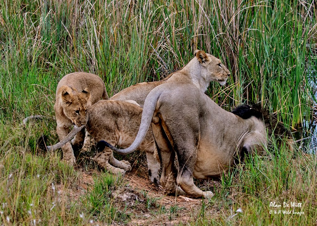 Lion Cubs at the water