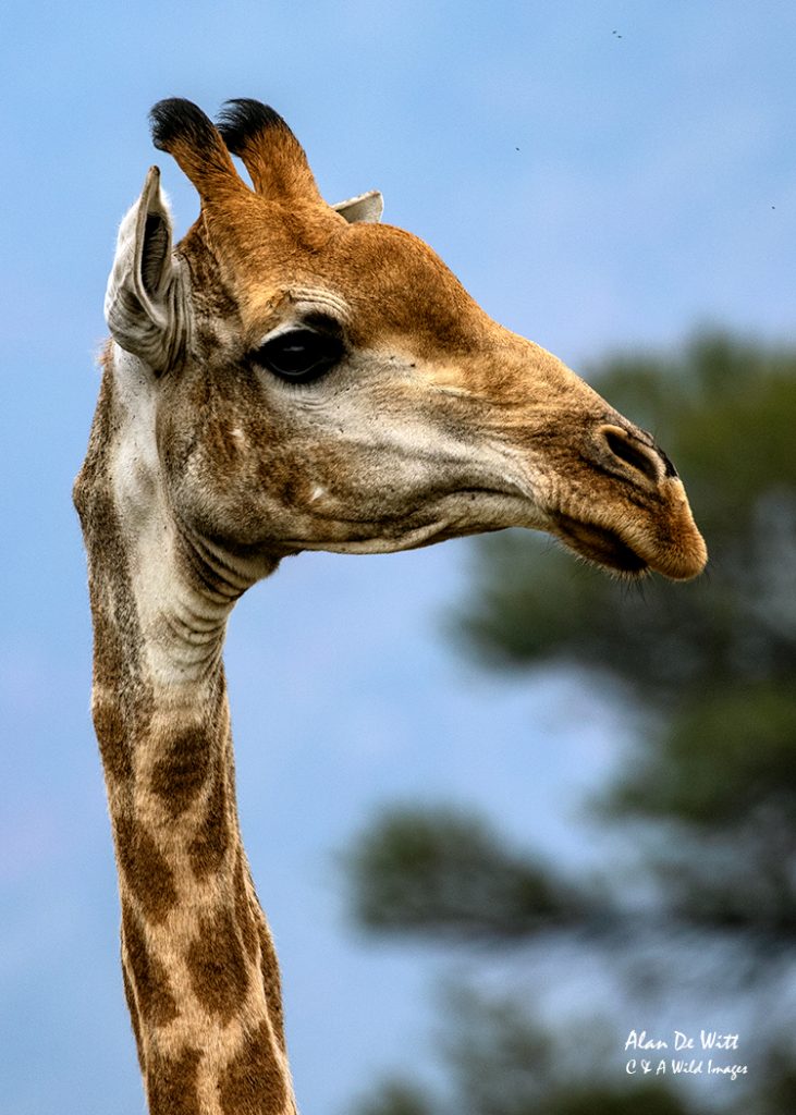 Portrait of Giraffe
