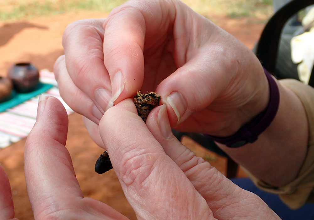 Mopane worm