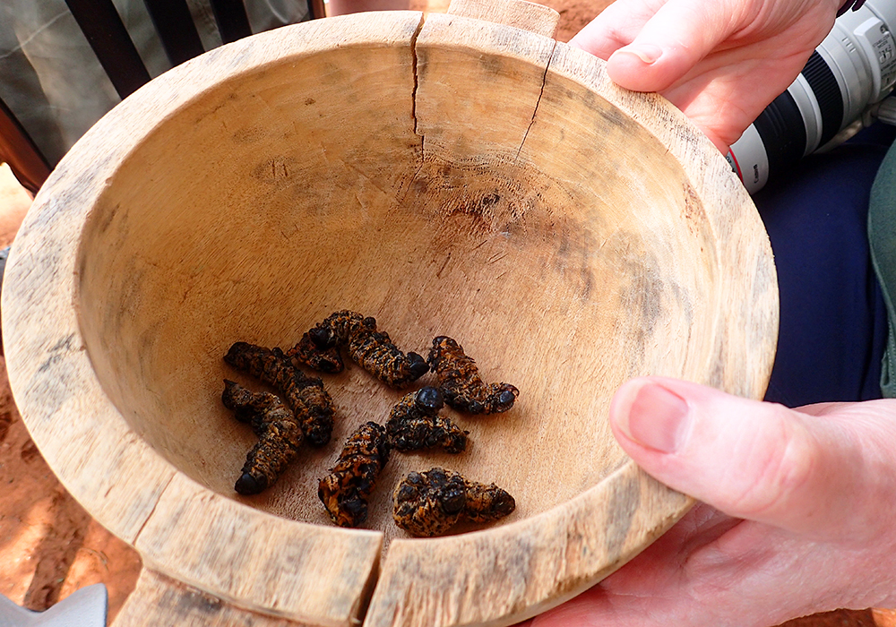 Mopane worms