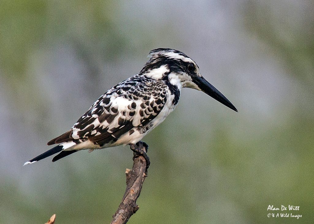 Pied Kingfisher at Entabeni