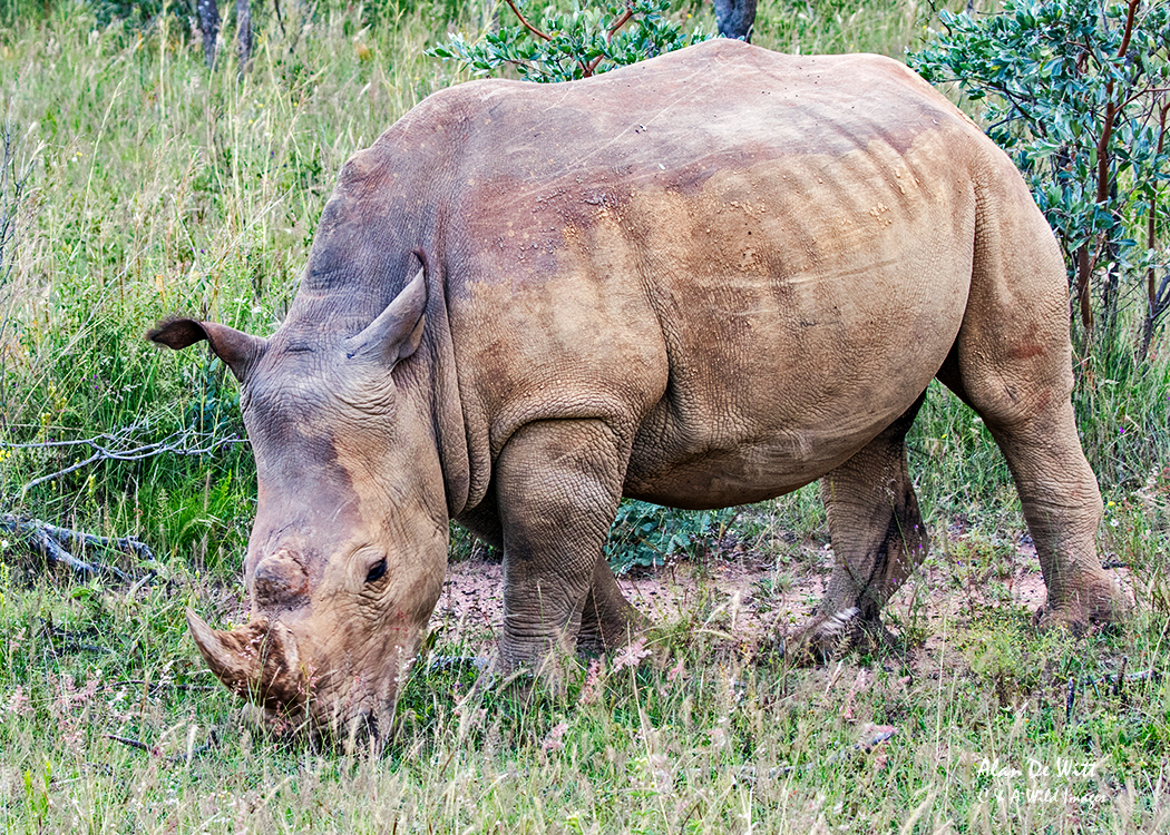 Young White Rhino