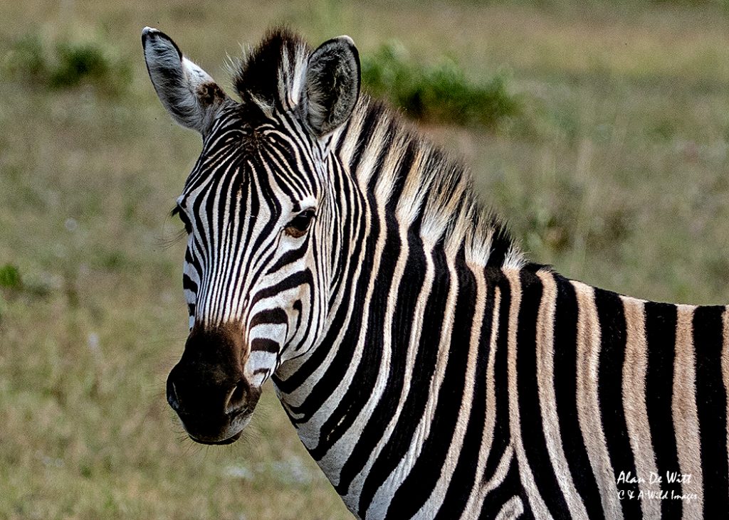 the big five and Entabeni's Zebra